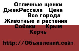 Отличные щенки ДжекРассела › Цена ­ 50 000 - Все города Животные и растения » Собаки   . Крым,Керчь